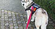 Venom participe au concours pour gagner de l'argent avec cette photo : dog, husky, service_dog, training_vest, leash, pink_leash, cobblestone, path, hedge, bush, greenery, outdoor, pet, canine, walking, sidewalk, fur, animal, standing, looking_back