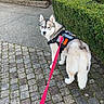 dog, husky, service_dog, training_vest, leash, pink_leash, cobblestone, path, hedge, bush, greenery, outdoor, pet, canine, walking, sidewalk, fur, animal, standing, looking_back