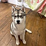 Venom a rejoint le concours — aidez-le/la à gagner de superbes lots ! dog, husky, pet, animal, indoors, wooden_floor, sitting, fur, ears, face, brown_eyes, household, chair, fabric, pattern, blurred_background, domestic, canine, companion, portrait