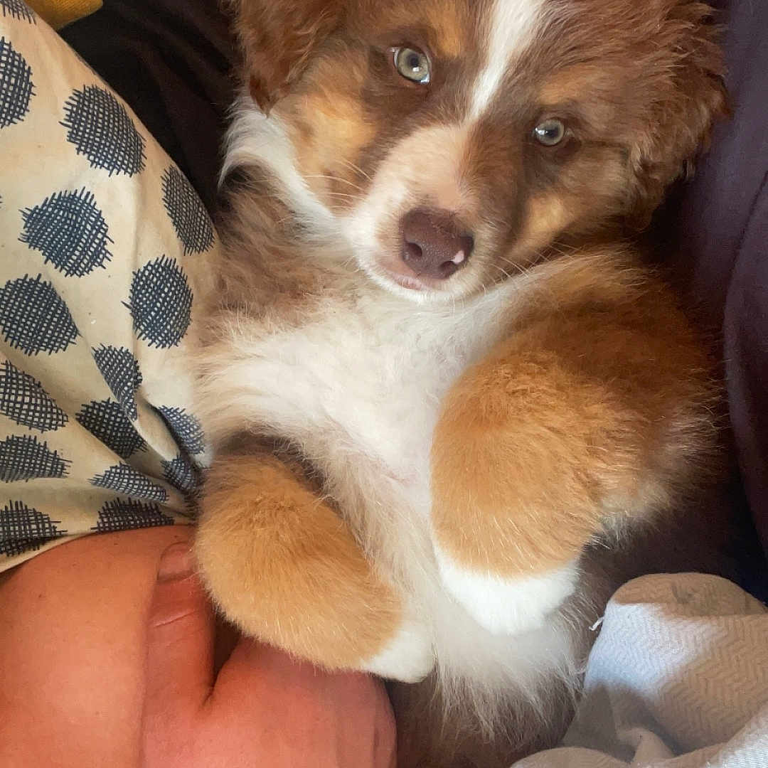 Zenko participe au concours pour gagner de l'argent avec cette photo : animal, blanket, canine, cockerspaniel, couch, cushion, dog, face, furniture, head, homedecor, hound, husky, papillon, person, pet, photography, portrait, puppy, sleeping