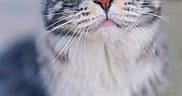Sello a rejoint le concours — aidez-le/la à gagner de superbes lots ! adorable, animal, cat, close_up, curious, cute, domestic_cat, feline, fluffy_fur, focused_face, green_eyes, looking_up, mammal, nature, outdoor, pet, portrait, soft_background, tabby, whiskers