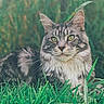 animal, background, cat, closeup, daylight, ears, eyes, feline, fur, grass, greenery, mammal, nature, outdoor, pet, portrait, relaxed, tabby, whiskers, wildlife