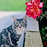 Sello participe au concours pour gagner de l'argent avec cette photo : animal, cat, closeup, colorful, feline, flower, garden, greenery, leaf, nature, outdoor, pet, pink_flower, plant, portrait, rose, sitting, stone_ledge, summer, tabby_cat