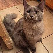Astrid is registered to the contest to win money with this photo: animal, cardboard_box, cat, close_up, curious, cute, domestic_cat, ears, feline, floor, fluffy, fur, gray_cat, indoor, pet, sitting, tail, tile_floor, whiskers, wooden_cabinet