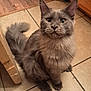 animal, cardboard_box, cat, close_up, curious, cute, domestic_cat, ears, feline, floor, fluffy, fur, gray_cat, indoor, pet, sitting, tail, tile_floor, whiskers, wooden_cabinet