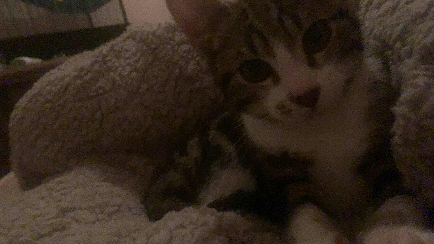 Ulysse a rejoint le concours — aidez-le/la à gagner de superbes lots ! carnivore, cat, comfort, domestic_short_haired_cat, felidae, fur, paw, small_to_medium_sized_cats, snout, tail, terrestrial_animal, whiskers