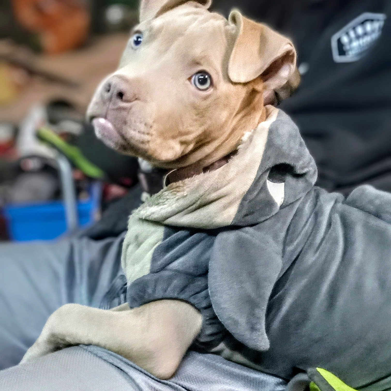 Felony Grace is registered to the contest to win money with this photo: animal, blanket, bulldog, canine, clothing, coat, dog, face, fireman, head, jacket, pants, person, pet, photography, pig, pitbull, portrait, puppy, snout