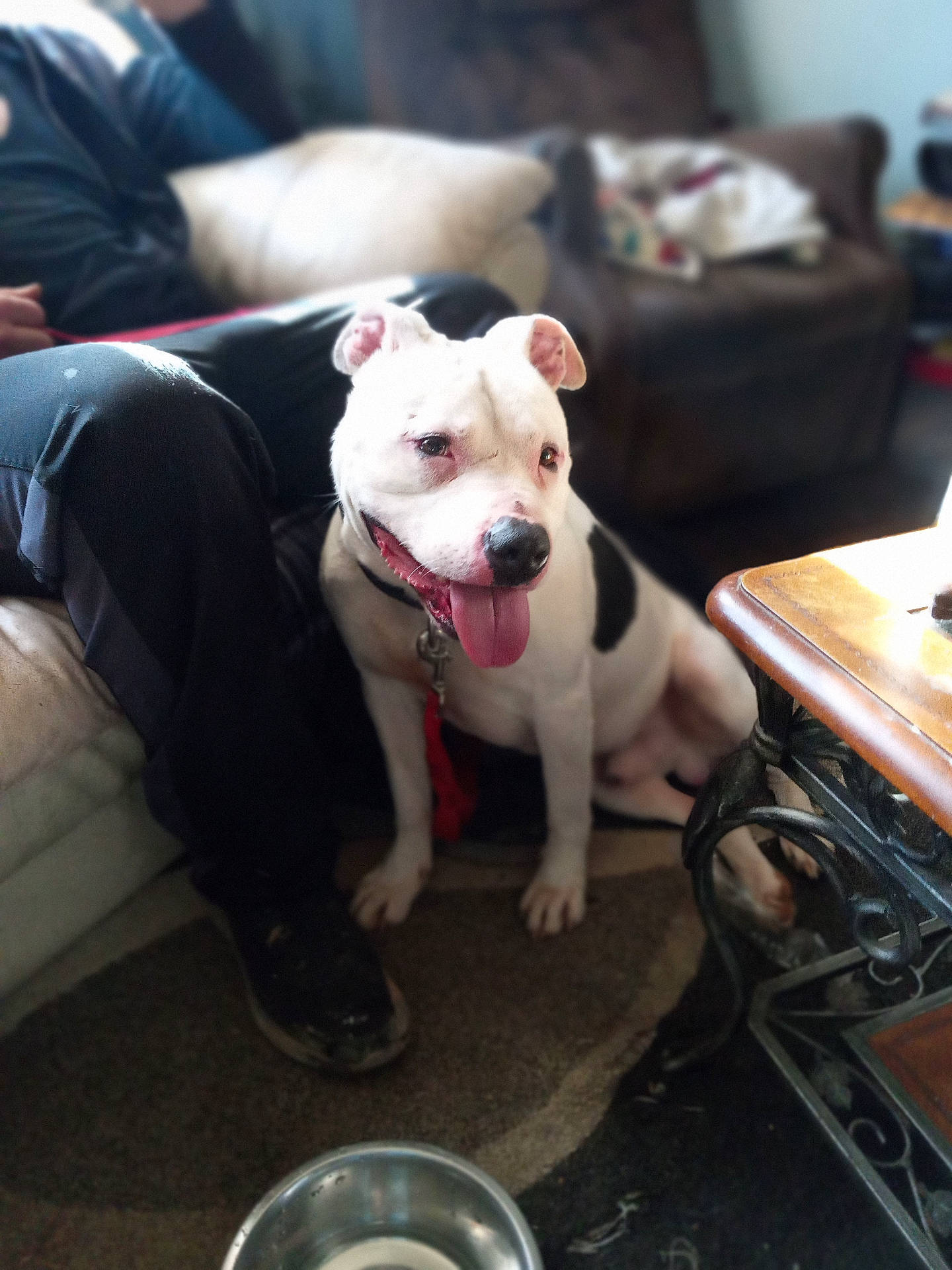 Mr. Wonderful is registered to the contest to win money with this photo: adult, animal, architecture, boxer, bulldog, canine, cat, clothing, couch, dog, footwear, frenchbulldog, furniture, male, man, person, pet, pitbull, puppy, shoe