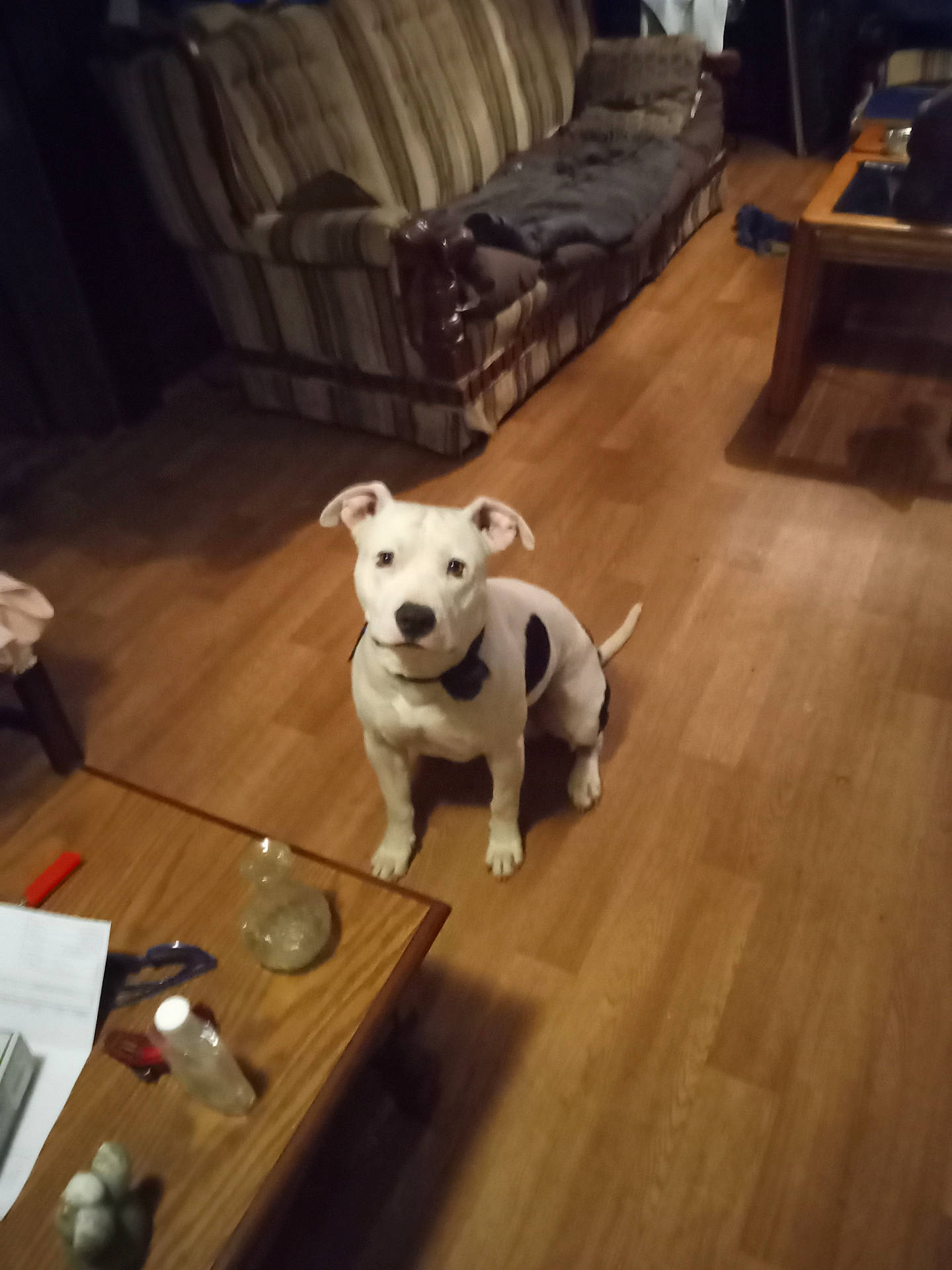 Mr. Wonderful is registered to the contest to win money with this photo: animal, architecture, building, bulldog, canine, couch, dog, furniture, hardwood, hound, indoors, interiordesign, livingroom, person, pet, pitbull, plywood, puppy, room, wood