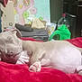 animal, bed, blanket, comfort, cozy, cute, dog, domestic, fur, indoor, paw, peaceful, pet, puppy, red, relaxing, resting, sleeping, snout, young