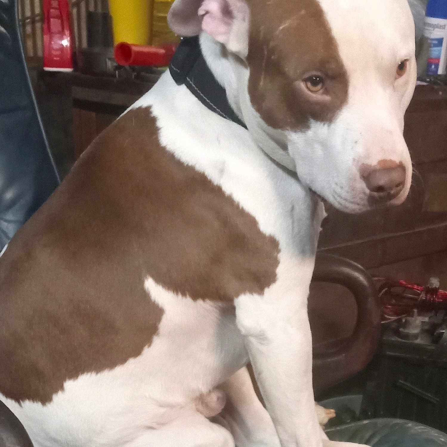 Chevrolet joined the competition — help win amazing prizes! animal, boxer, bulldog, canine, cat, chair, couch, cushion, dog, furniture, homedecor, hound, husky, labradorretriever, pet, pitbull, pointer, puppy, snout, terrier