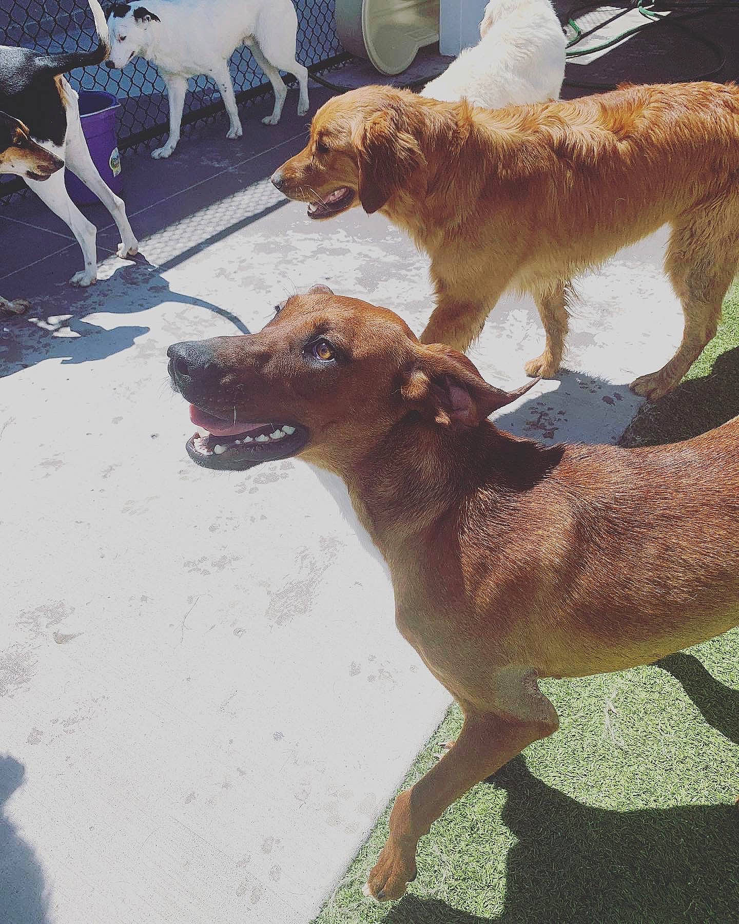 Ginny joined the competition — help win amazing prizes! ball, canidae, carnivore, chair, collar, companion_dog, dog, dog_breed, fawn, fur, hunting_dog, liver, mammal, snout, sporting_group, street_dog, tail, terrestrial_animal, working_animal, working_dog