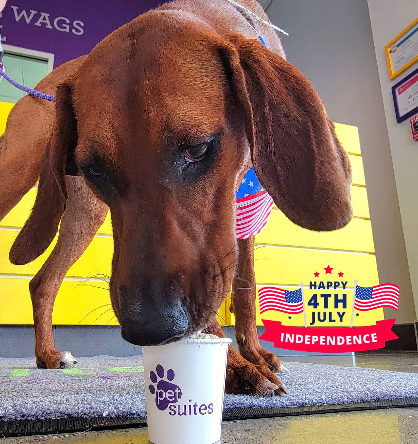 Ginny is registered to the contest to win money with this photo: canidae, carnivore, collar, companion_dog, dog, dog_breed, dog_collar, dog_supply, drinkware, ear, fawn, hat, liver, paw, personal_protective_equipment, pet_supply, snout, sporting_group, whiskers, working_animal