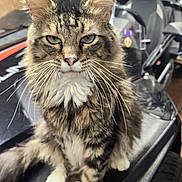 Fuzzy is registered to the contest to win money with this photo: cat, tabby, fluffy, whiskers, green_eyes, sitting, vehicle, garage, workshop, black_surface, feline, pet, indoor, long_hair, close_up, animal, fur, portrait, domestic_cat, curious