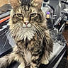 cat, tabby, fluffy, whiskers, green_eyes, sitting, vehicle, garage, workshop, black_surface, feline, pet, indoor, long_hair, close_up, animal, fur, portrait, domestic_cat, curious