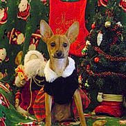 Gidget joined the competition — help win amazing prizes! dog, puppy, christmas, christmas_tree, holiday, festive, pet, animal, costume, clothing, santa, ornaments, decorations, blanket, red, green, white, sitting, portrait, indoors