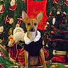 dog, puppy, christmas, christmas_tree, holiday, festive, pet, animal, costume, clothing, santa, ornaments, decorations, blanket, red, green, white, sitting, portrait, indoors