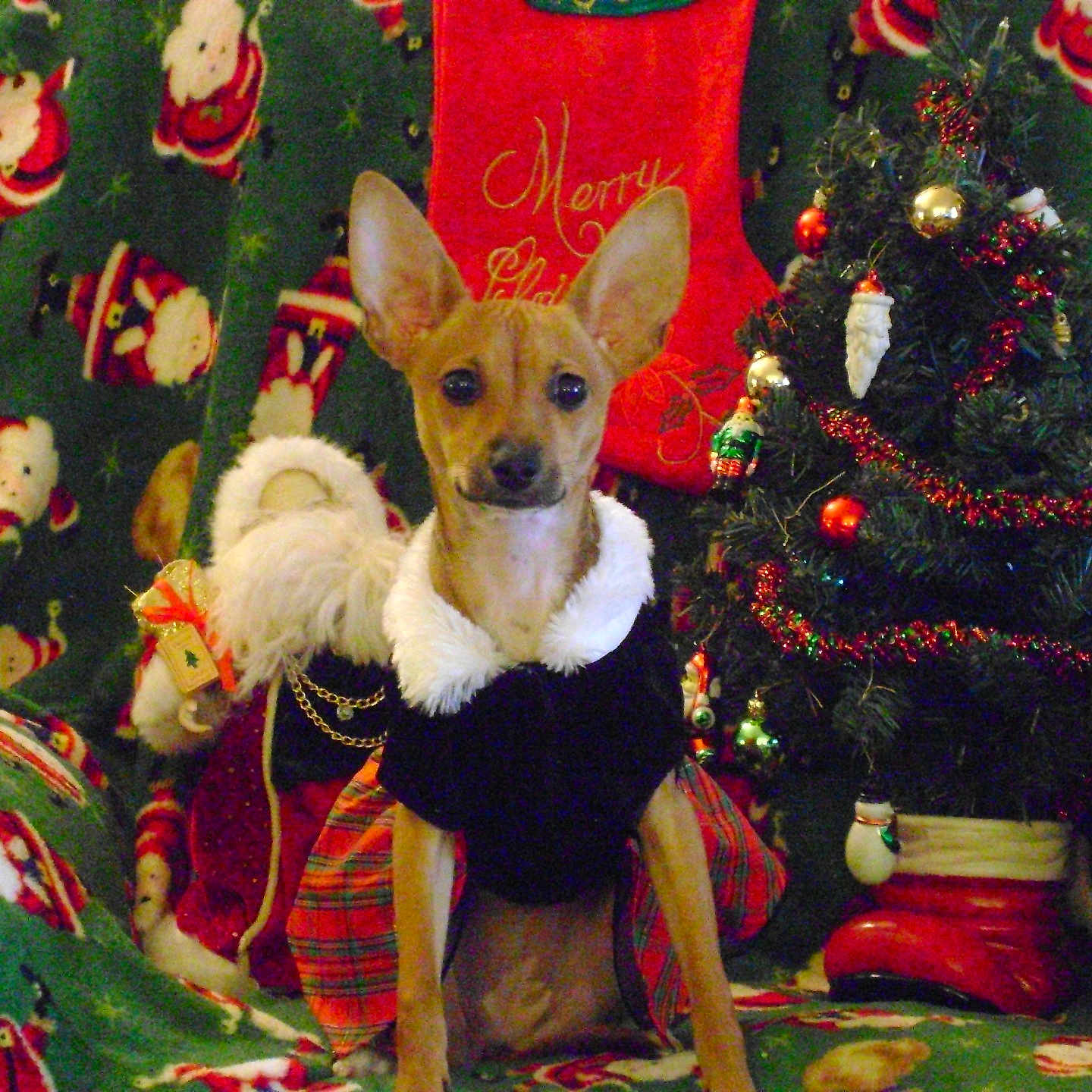 Gidget