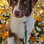 Ayron participe au concours pour gagner de l'argent avec cette photo : dog, puppy, blue_eyes, leash, autumn, fall_leaves, outdoor, grass, tree, nature, park, brown_fur, white_fur, close_up, pet, cute, young_dog, fall_season, sunlight, daylight