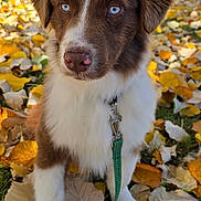 Ayron participe au concours pour gagner de l'argent avec cette photo : dog, puppy, blue_eyes, leash, autumn, fall_leaves, outdoor, grass, tree, nature, park, brown_fur, white_fur, close_up, pet, cute, young_dog, fall_season, sunlight, daylight