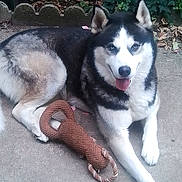Hermes a rejoint le concours — aidez-le/la à gagner de superbes lots ! dog, siberian_husky, pet_toy, rope_toy, outdoor, concrete, greenery, leaves, animal, canine, tongue_out, playful, resting, fur, black_and_white, ears, eyes, paw, sidewalk, nature