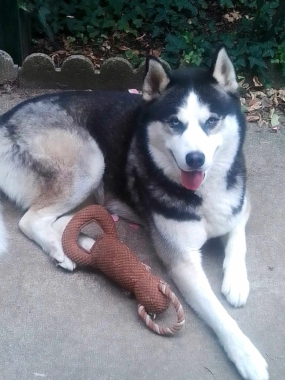 Hermes a rejoint le concours — aidez-le/la à gagner de superbes lots ! dog, siberian_husky, pet_toy, rope_toy, outdoor, concrete, greenery, leaves, animal, canine, tongue_out, playful, resting, fur, black_and_white, ears, eyes, paw, sidewalk, nature