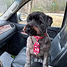 Henry joined the competition — help win amazing prizes! animal, black_dog, brown_dog, car, companion, curious, dog, drink_cup, festive, holiday, interior, leather_seat, outdoor, pet, portrait, red_tie, seat, tie, window, winter
