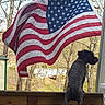 dog, american_flag, outdoor, wooden_deck, trees, leafless_trees, house, backyard, daylight, pet, canine, curious, standing, fence, nature, flagpole, sky, season_winter, collar, animal