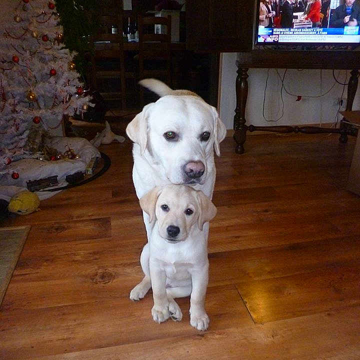 Galahad Et Léodagan