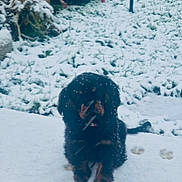 Verlaine a rejoint le concours — aidez-le/la à gagner de superbes lots ! animal, background, black, brown, canine, cold, daylight, dog, fur, garden, nature, outdoor, pawprints, pet, plants, sitting, snow, snowflakes, weather, winter