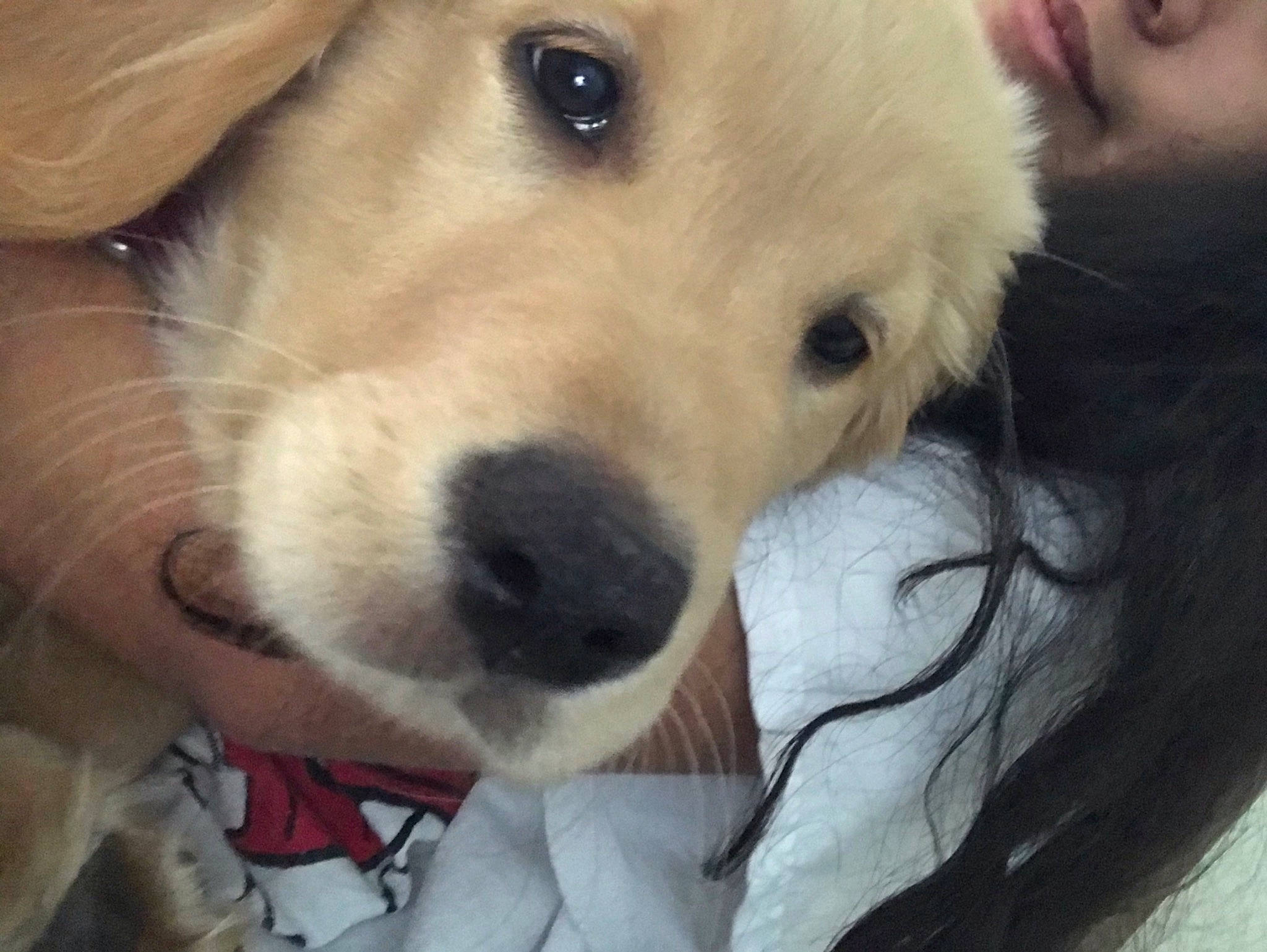 Pochi is registered to the contest to win money with this photo: canidae, carnivore, companion_dog, dog, dog_breed, ear, fawn, fur, mammal, nose, paw, puppy_love, retriever, selfie, snout, sporting_group, terrestrial_animal, vertebrate, whiskers, working_animal