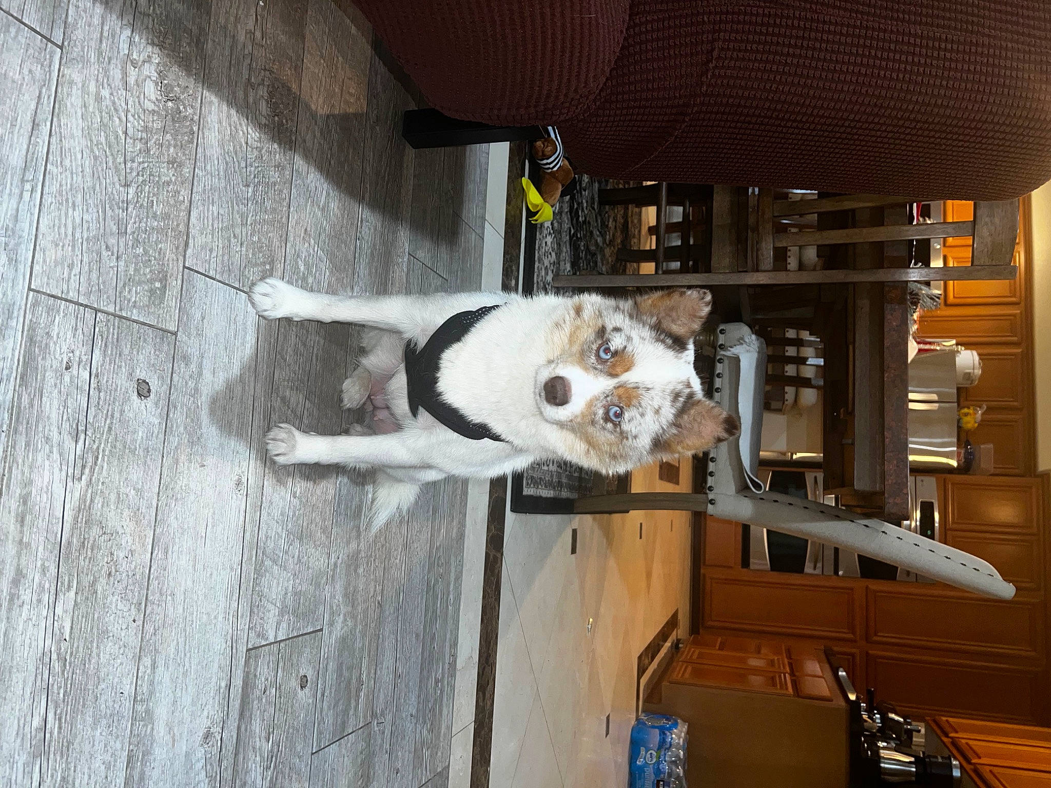 Anastasia is registered to the contest to win money with this photo: carnivore, dog, dog_breed, door, electrical_supply, electrical_wiring, flooring, fur, gas, hardwood, machine, snowman, sporting_group, vehicle, vehicle_door, wood, working_animal