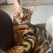 Mufasa is registered to the contest to win money with this photo: cat, bengal_cat, pet, indoor, feline, selfie, couch, fur_pattern, striped, relaxed, animal, close_up, whiskers, ears, eyes, nose, paw, home, cozy, carpet