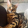 cat, bengal_cat, pet, indoor, feline, selfie, couch, fur_pattern, striped, relaxed, animal, close_up, whiskers, ears, eyes, nose, paw, home, cozy, carpet