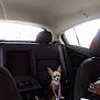 Cutie Pie is registered to the contest to win money with this photo: auto_part, canidae, car, car_seat, carnivore, cat, compact_car, driving, family_car, fawn, vehicle, vehicle_door