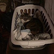 Nala joined the competition — help win amazing prizes! cat, laundry_basket, blanket, indoor, furniture, cozy, tabby_cat, pet, resting, sleepy, household, soft, furry, domestic, animal, quiet, relaxing, home, dim_light, comfort