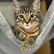 Manny a rejoint le concours — aidez-le/la à gagner de superbes lots ! animal, cat, closeup, cozy, cute, domestic, eyes, feline, fur, gray, hammock, indoor, kitten, paw, pet, portrait, relaxed, tabby, whiskers, young