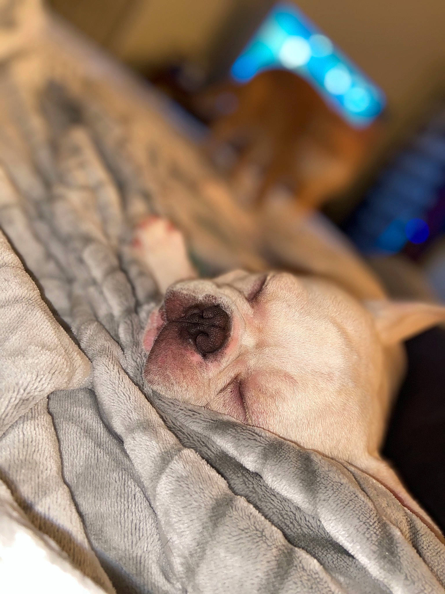 Miko Rae is registered to the contest to win money with this photo: baby, birth, canidae, carnivore, child, dog, fawn, hand, non_sporting_group, pug, puppy, skin, sporting_group, toy_dog