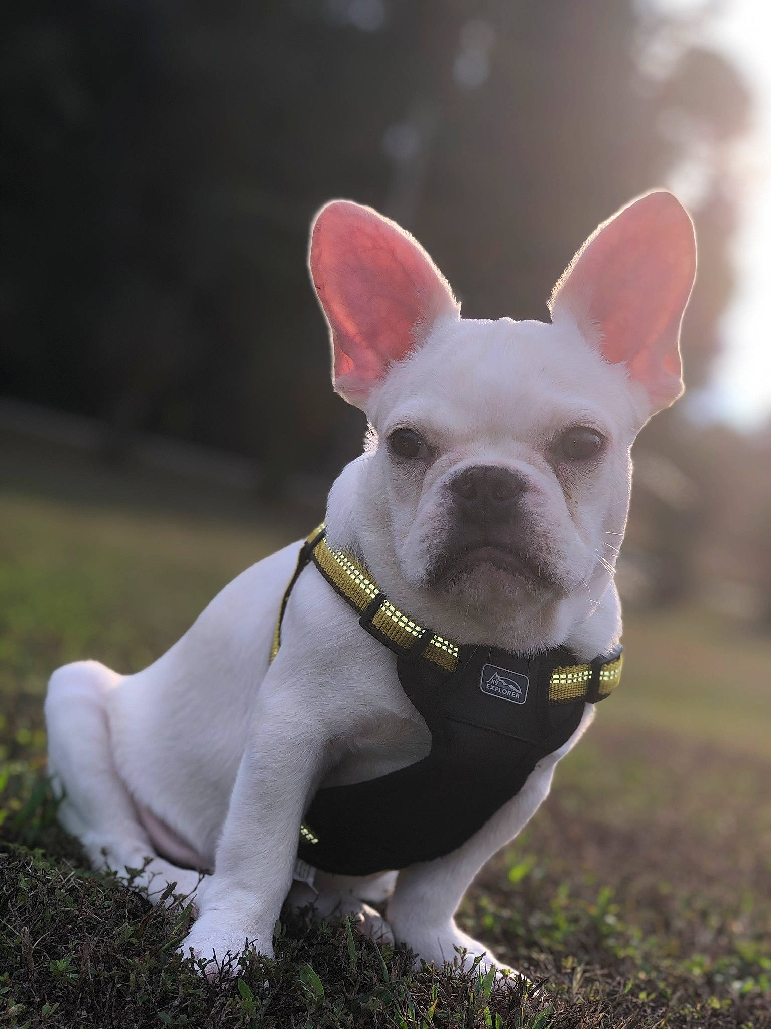 Miko Rae is registered to the contest to win money with this photo: bulldog, canidae, carnivore, collar, companion_dog, dog, dog_breed, dog_collar, ear, fawn, french_bulldog, grass, leash, mammal, non_sporting_group, puppy, rare_breed_dog, snout, toy_bulldog, vertebrate