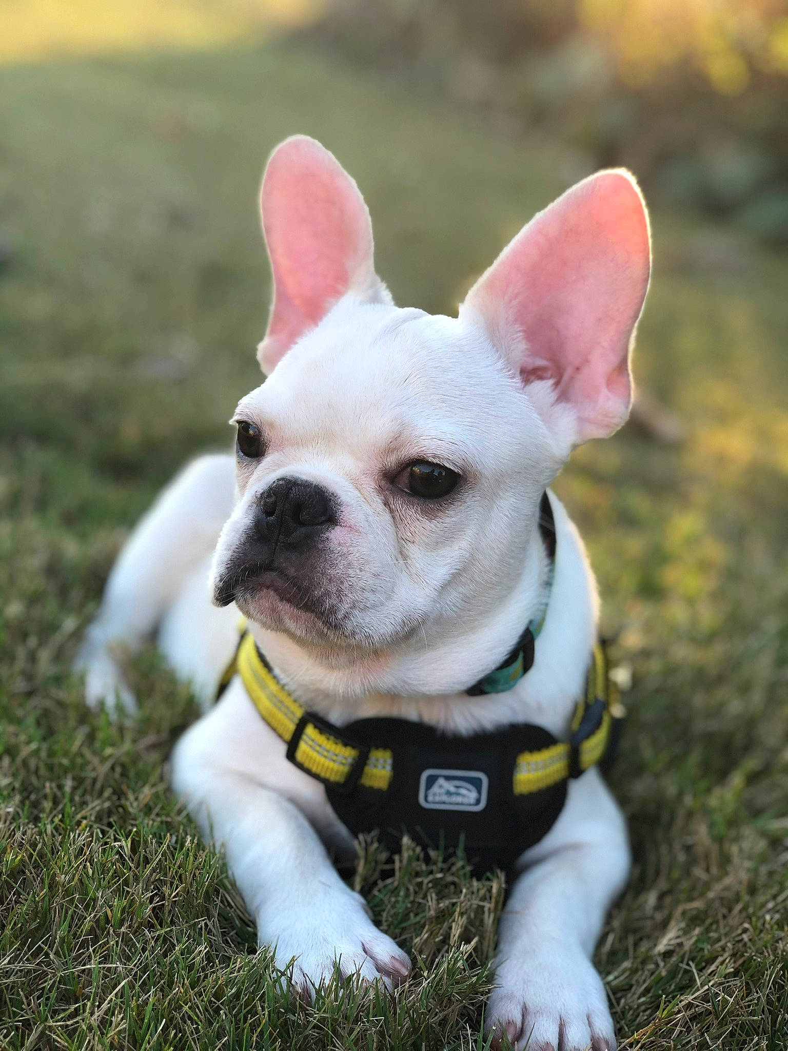 Miko Rae joined the competition — help win amazing prizes! adventure, australian_bulldog, bulldog, canidae, carnivore, companion_dog, dog, dog_breed, ear, fawn, french_bulldog, grass, mammal, non_sporting_group, puppy, rare_breed_dog, snout, sporting_group, toy_bulldog, vertebrate