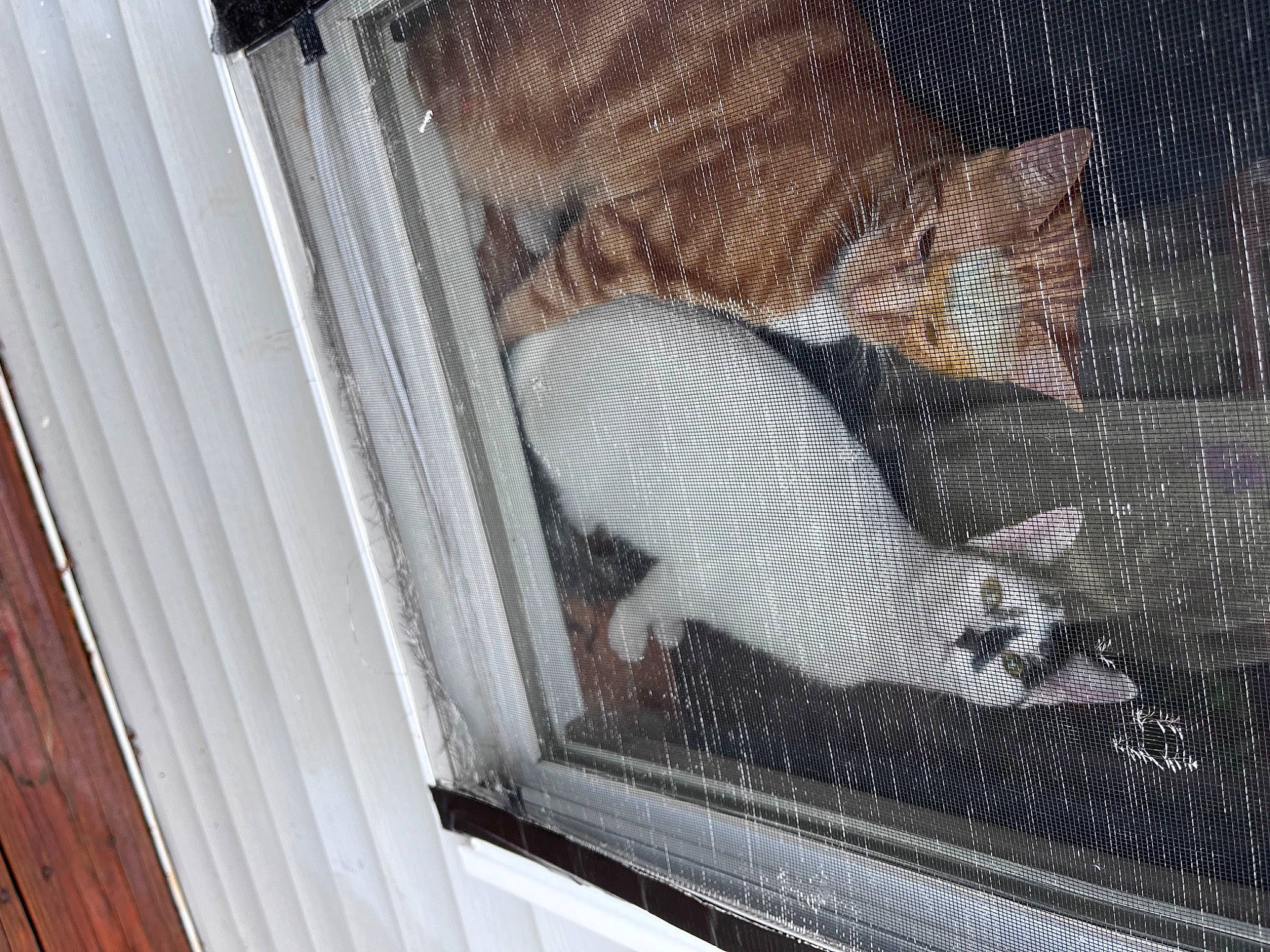 Sakura Joon is registered to the contest to win money with this photo: animal_shelter, cage, carnivore, cat, felidae, fur, glass, grille, mesh, pet_supply, small_to_medium_sized_cats, snout, sporting_group, tail, whiskers, wood