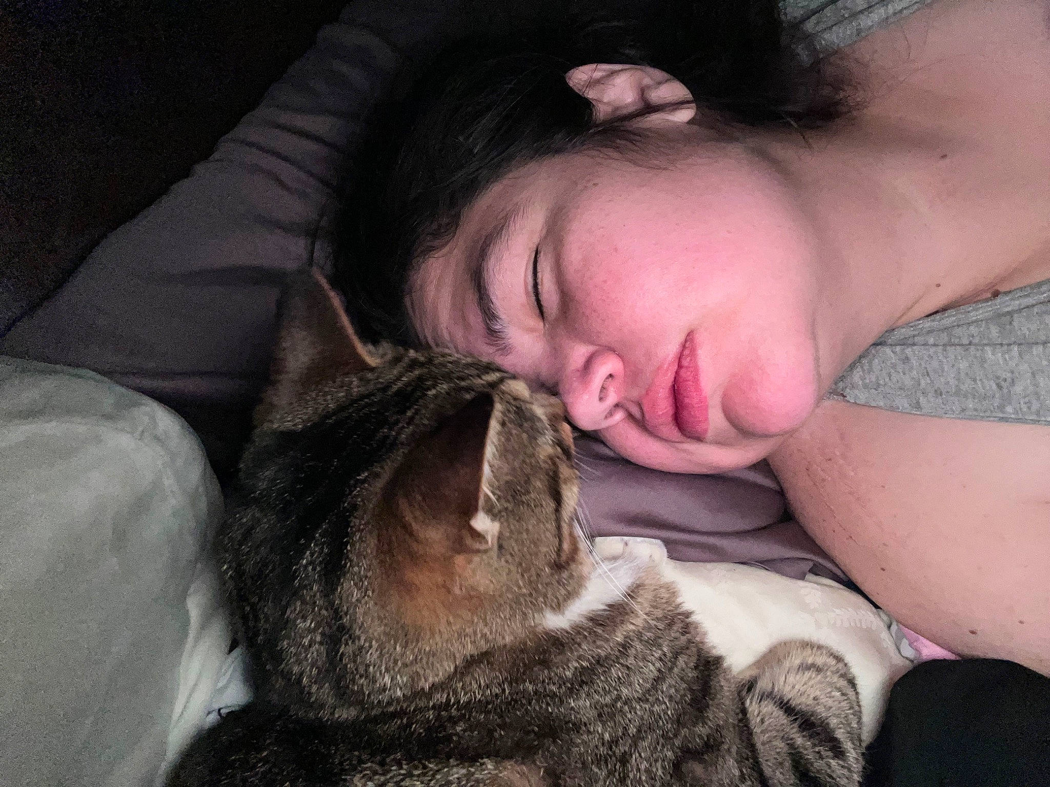 Sakura Joon is registered to the contest to win money with this photo: carnivore, cat, comfort, domestic_short_haired_cat, ear, eyelash, felidae, flash_photography, fur, gesture, grey, happy, jaw, linens, mammal, nose, skin, small_to_medium_sized_cats, textile, whiskers