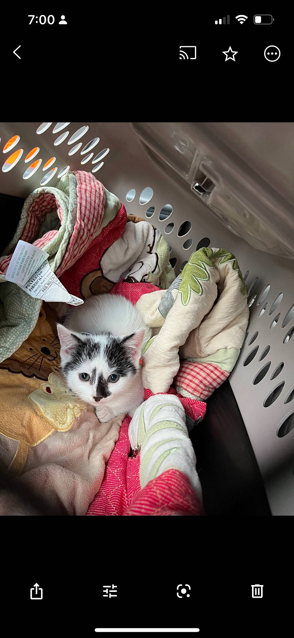 Sakura Joon joined the competition — help win amazing prizes! carmine, carnivore, cat, comfort, domestic_short_haired_cat, felidae, fur, hand, human_leg, lap, linens, mammal, nail, pattern, photo_caption, small_to_medium_sized_cats, tail, textile, vertebrate, whiskers