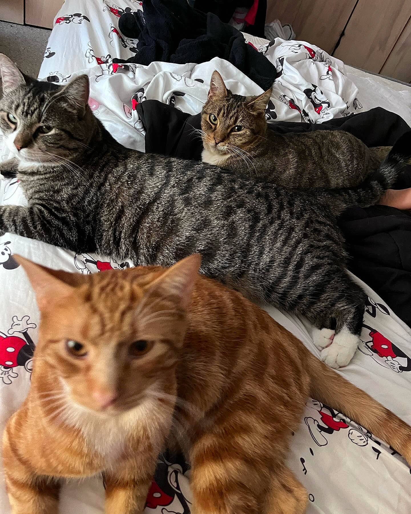 Jiminpeteysuga joined the competition — help win amazing prizes! carnivore, cat, claw, comfort, domestic_short_haired_cat, felidae, fur, mammal, pattern, paw, small_to_medium_sized_cats, tail, terrestrial_animal, vertebrate, whiskers