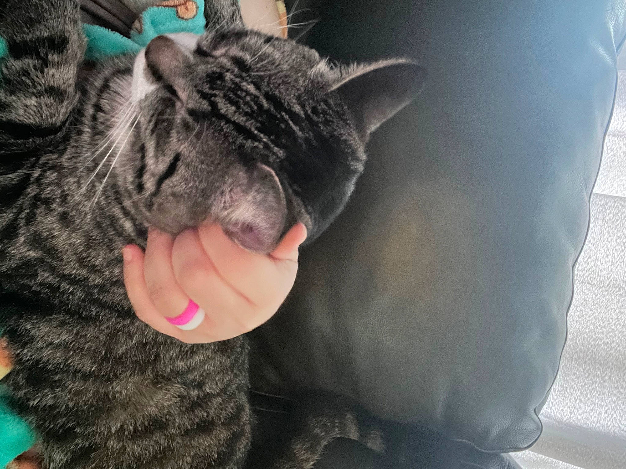 Jiminpeteysuga is registered to the contest to win money with this photo: carnivore, cat, claw, comfort, domestic_short_haired_cat, ear, felidae, fur, gesture, natural_material, paw, small_to_medium_sized_cats, snout, terrestrial_animal, whiskers