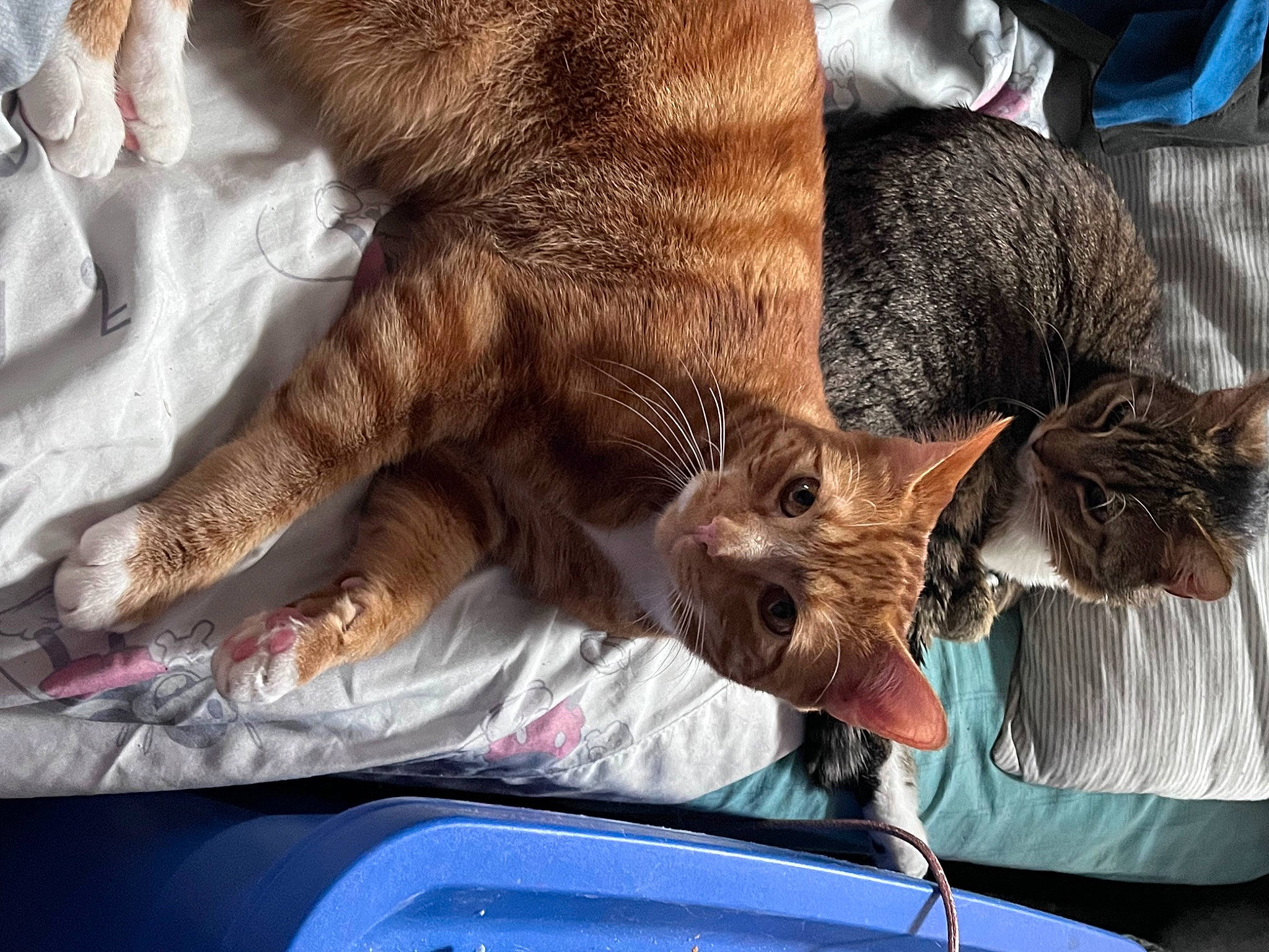 Jiminpeteysuga is registered to the contest to win money with this photo: canidae, carnivore, cat, claw, comfort, dog_breed, domestic_short_haired_cat, fawn, felidae, foot, fur, human_leg, liver, nap, small_to_medium_sized_cats, snout, sporting_group, terrestrial_animal, whiskers, wildlife