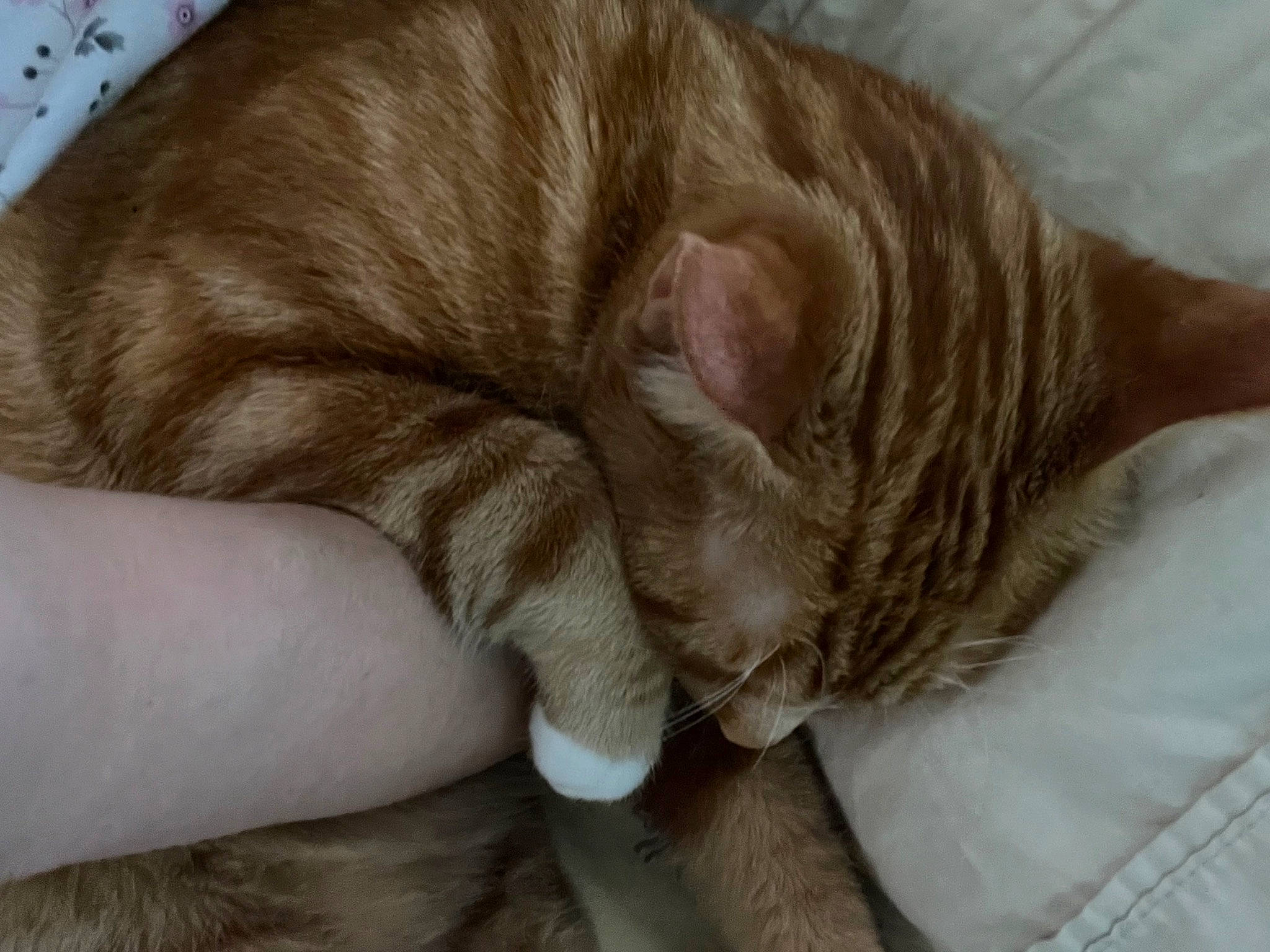 Jiminpeteysuga is registered to the contest to win money with this photo: carnivore, cat, cat_bed, cat_supply, claw, comfort, domestic_short_haired_cat, ear, fawn, felidae, fur, nap, paw, sleep, small_to_medium_sized_cats, snout, tail, whiskers, wrinkle