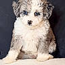 adorable, animal, background, blue_eyes, cute, dog, fluffy, fur, furry, gray, indoor, looking, nose, pet, portrait, puppy, sitting, small, white, young