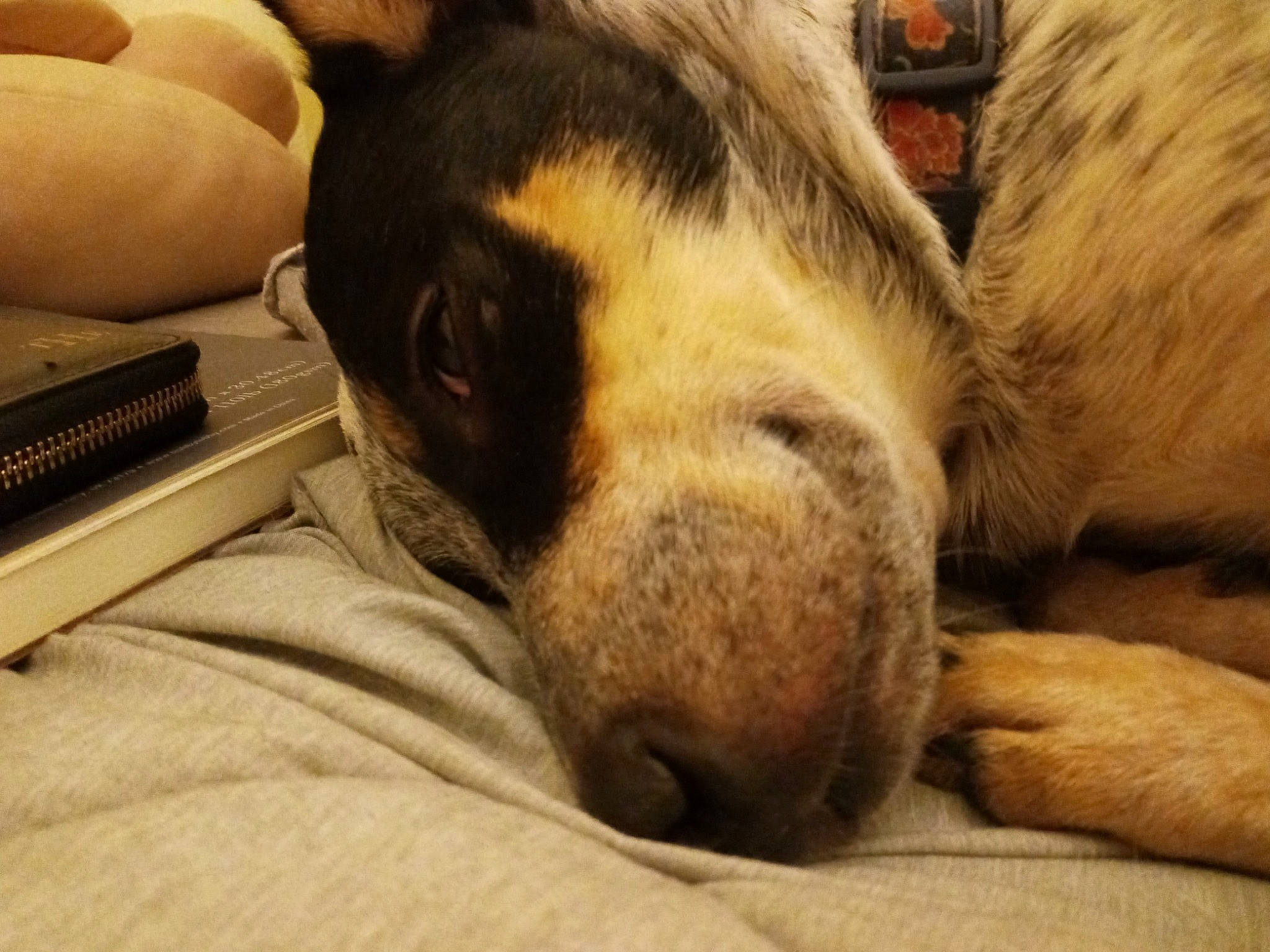 Bonnie is registered to the contest to win money with this photo: carnivore, comfort, companion_dog, couch, dog, dog_breed, ear, fawn, felidae, fur, human_leg, paw, small_to_medium_sized_cats, snout, sporting_group, street_dog, terrestrial_animal, whiskers, wood, working_animal