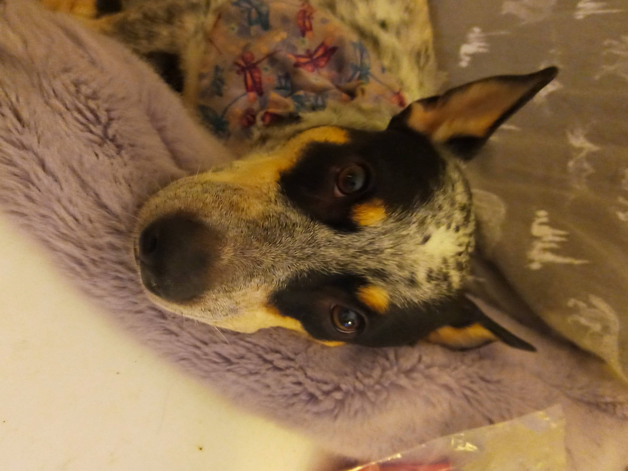 Bonnie joined the competition — help win amazing prizes! australian_cattle_dog, carnivore, comfort, companion_dog, dog, dog_breed, ear, fur, guard_dog, koolie, paw, terrestrial_animal, texas_heeler, toy_dog, whiskers, working_animal, working_dog